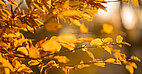 purely decorative - a photo of a tree on campus with autumn colored leaves. (c) Studierendenwerk Mainz