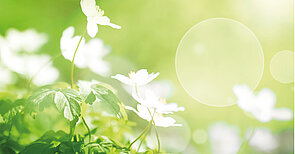 Kleine Grünpflanzen im Sonnenlicht